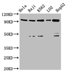 Anti-PROM1 Antibody