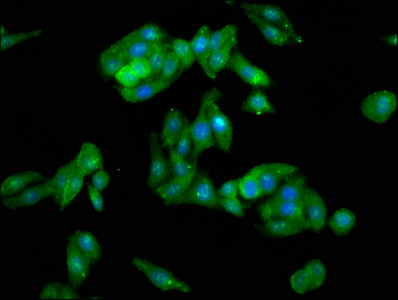 Anti-CAVIN1 Antibody
