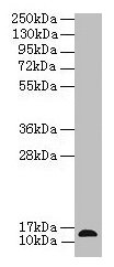 Anti-RABIF Antibody