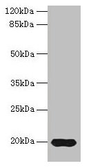 Anti-Reg3g Antibody