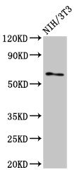 Anti-RELB Antibody