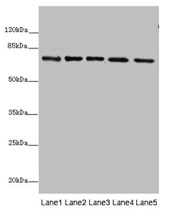 Anti-SDHA Antibody