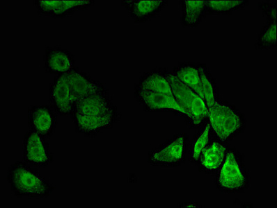 Anti-RUNX1 Antibody