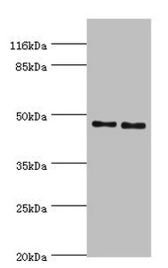 Anti-SERPINH1 Antibody