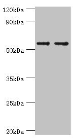 Anti-SLC2A1 Antibody