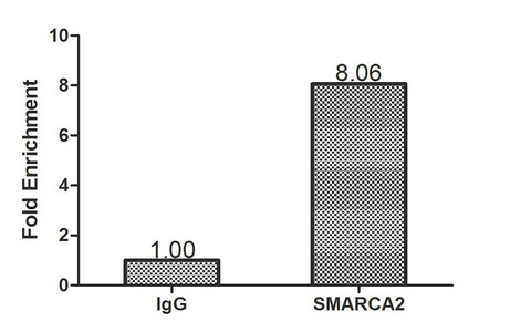 Anti-SMARCA2 Antibody