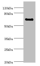 Anti-TAF5L Antibody