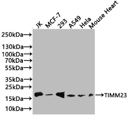 Anti-TIMM23 Antibody