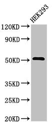 Anti-TNFRSF10A Antibody