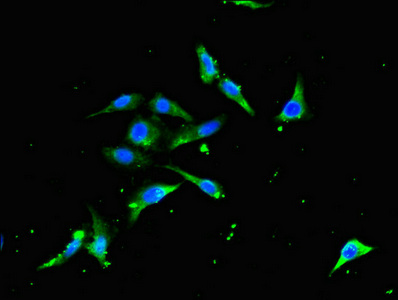 Anti-TRAF3 Antibody