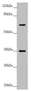 Anti-TRIM23 Antibody