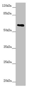 Anti-TRIM23 Antibody