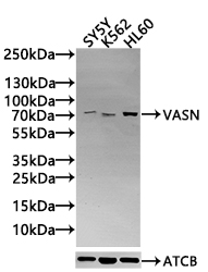 Anti-VASN Antibody