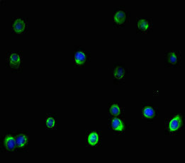 Anti-VIM Antibody