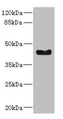 Anti-WNT7B Antibody