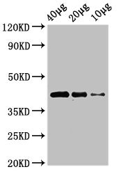Anti-wnt8b Antibody