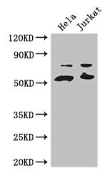 Anti-YES1 Antibody