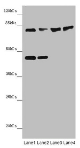 Anti-ZNF169 Antibody