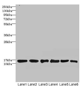 Anti-SOD1 Antibody
