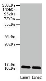 Anti-DAD1 Antibody