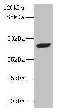 Anti-STARD7 Antibody