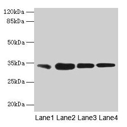 Anti-RAD23A Antibody