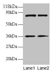 Anti-HNRNPH1 Antibody