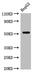 Anti-GSK3A Antibody