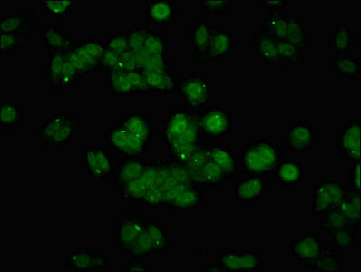 Anti-API5 Antibody