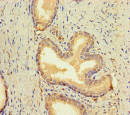 Anti-BMP4 Antibody
