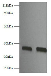 Anti-Fgf2 Antibody