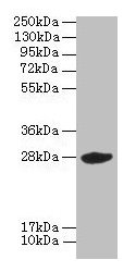 Anti-VEGFA Antibody