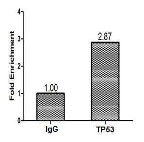 Anti-TP53 Antibody