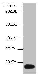 Anti-ISG15 Antibody