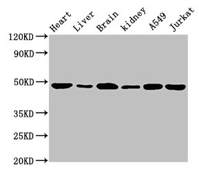 Anti-ENO2 Antibody