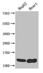 Anti-WFDC2 Antibody
