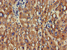 Anti-ALCAM / CD166 Antibody