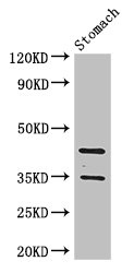 Anti-PGC Antibody