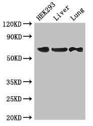 Anti-PTPN11 Antibody