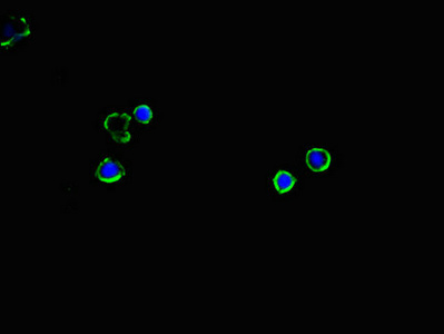 Anti-SLC2A2 Antibody