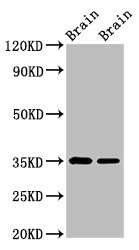 Anti-Egln3 Antibody