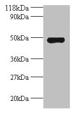 Anti-Avpr1a Antibody