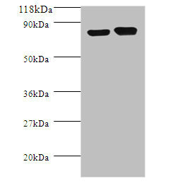 Anti-ldcC Antibody