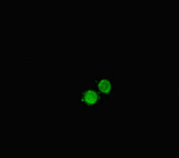 Anti-HDAC9 Antibody