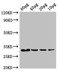 Anti-eutC Antibody