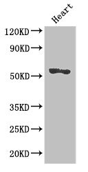 Anti-SRGAP2B Antibody