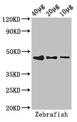 Anti-bmp2b Antibody