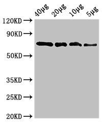 Anti-sox10 Antibody
