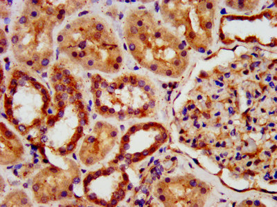 Anti-KIAA0319 Antibody
