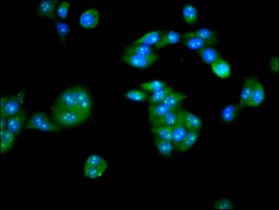 Anti-PKIG Antibody